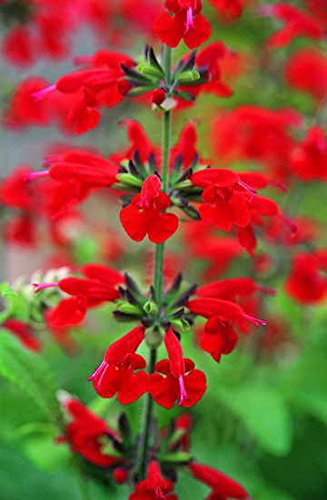 Park Seed Summer Jewel Red Salvia bloom with vivid red flowers attracting hummingbirds