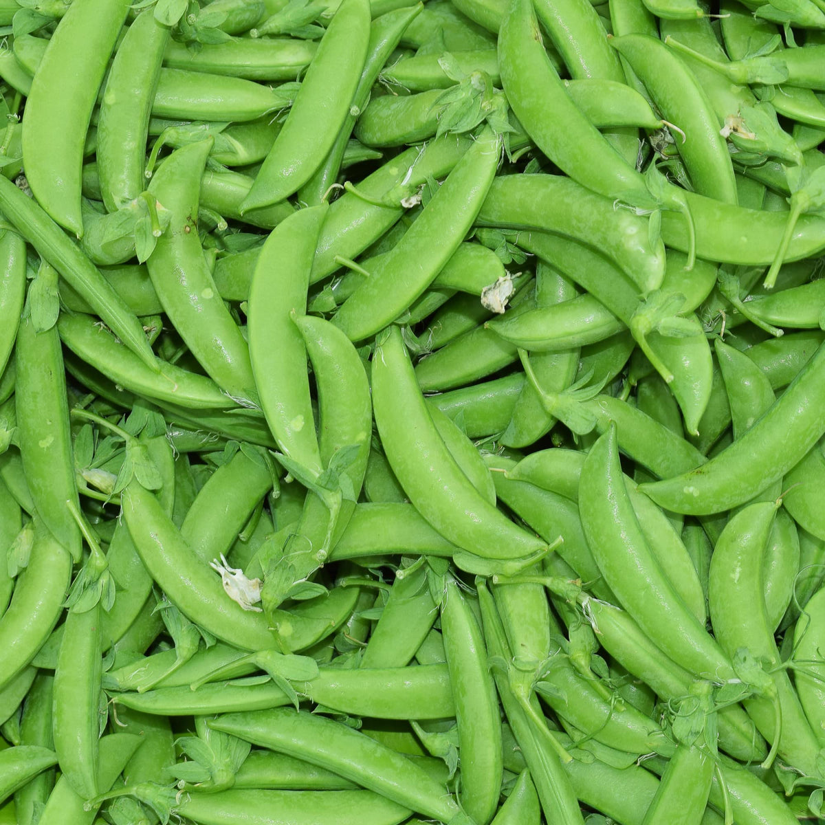 Park Seed Super Sugar Snap pea pods closeup showing thick-walled, plump pods