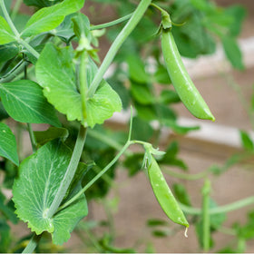 Park Seed Super Sugar Snap pea vine and trellis ready for a productive harvest season
