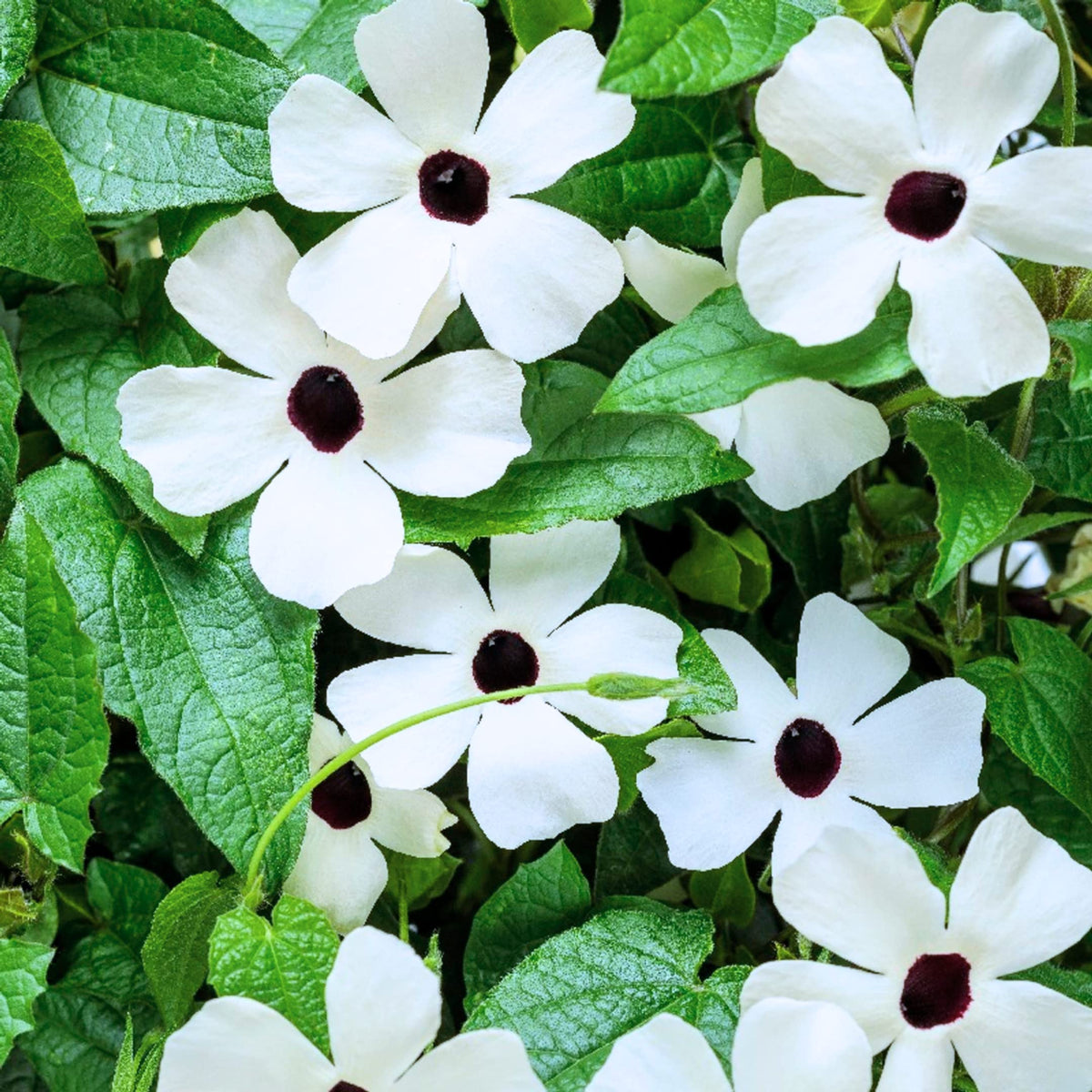 Close-up of Thunbergia bloom with black center, bold contrast.