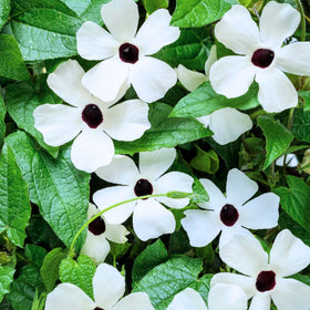 Close-up of Thunbergia bloom with black center, bold contrast.