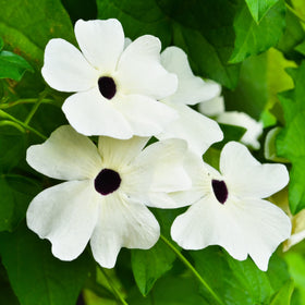 Thunbergia cascading from a container for patio drama.