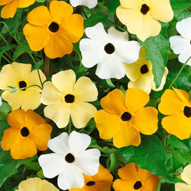 Six-month bloom on Park Seed Thunbergia for long-lasting interest.