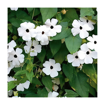 Park Seed Thunbergia white bloom on vine adds elegant yard color.