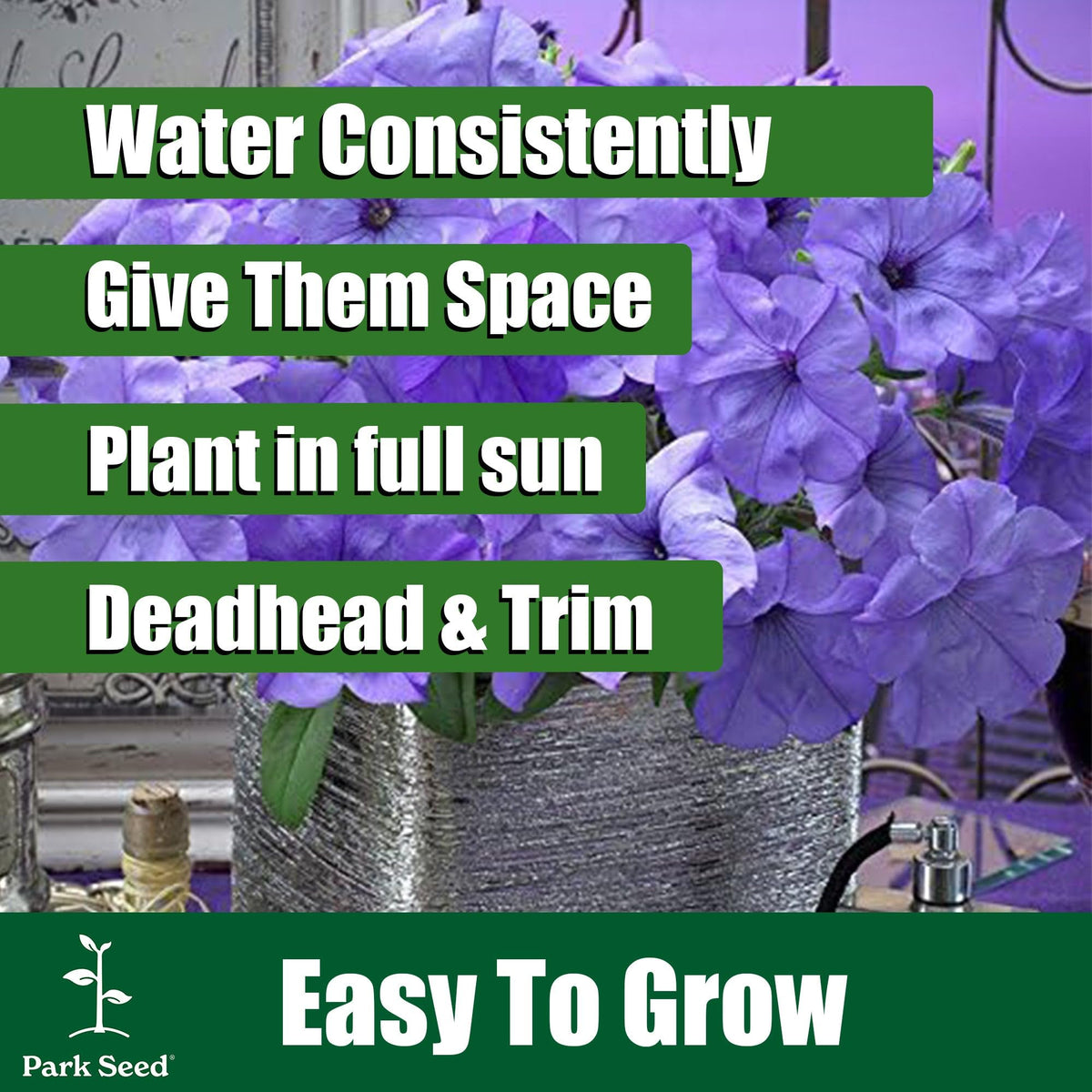 Park Seed weather-resistant petunia blooms stay vibrant after storms.