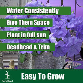 Park Seed weather-resistant petunia blooms stay vibrant after storms.