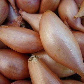Park Seed Zebrune shallot harvest-ready bulbs with pink-brown skin