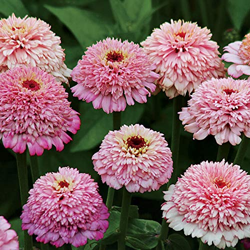 Park Seed Zinderella Lilac double-crested bloom for garden drama and cut flowers.