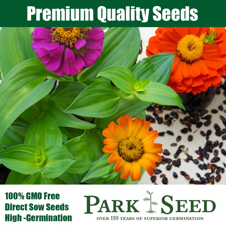 Park Seed Zinderella Lilac features a pompon center ideal for arrangements.