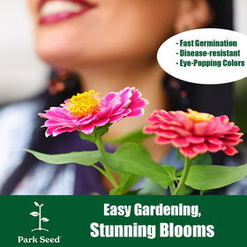 Park Seed Zinnia seeds pack 50 ideal for borders
