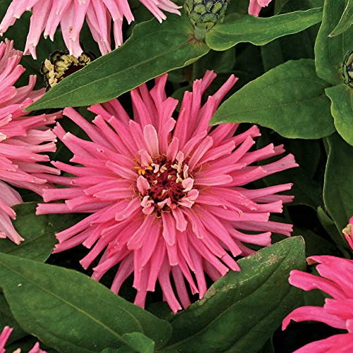 Park Seed Zinnia seeds pack 50 ready for easy spring color