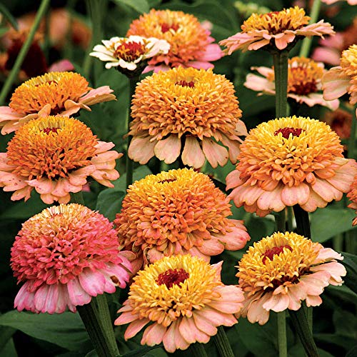 Park Seed Zinnia Zinderella Peach bloom close-up shows peach petals with cream halo, ideal for borders.