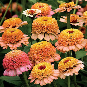 Park Seed Zinnia Zinderella Peach bloom close-up shows peach petals with cream halo, ideal for borders.