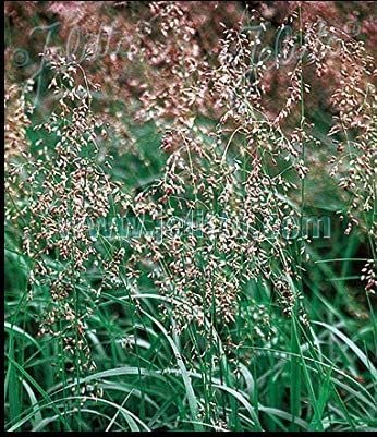Pase Seeds Hierochloe Odorta Sweet Grass seed pack with 25 seeds for ornamental gardening