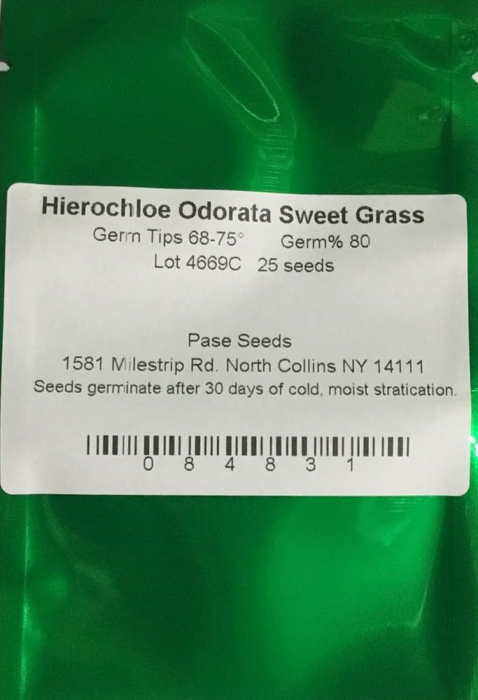 Pase Seeds Hierochloe Odorta Sweet Grass panicles close-up showing fragrant green spikes