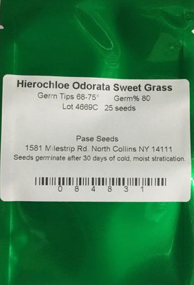 Pase Seeds Hierochloe Odorta Sweet Grass panicles close-up showing fragrant green spikes