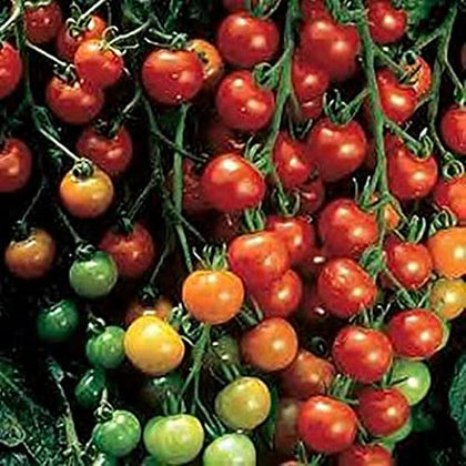 Pase Seeds Super Sweet 100 tomato clusters with dense branches for a plentiful harvest.