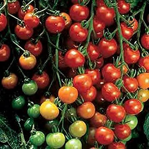 Pase Seeds Super Sweet 100 tomato fruit closeup highlighting one-inch fruit for snacking and salads.