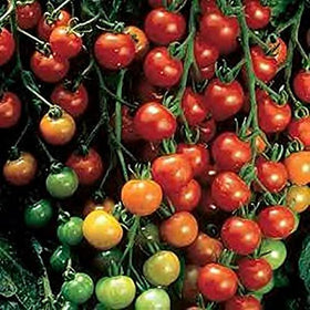 Pase Seeds Super Sweet 100 tomato fruit closeup highlighting one-inch fruit for snacking and salads.