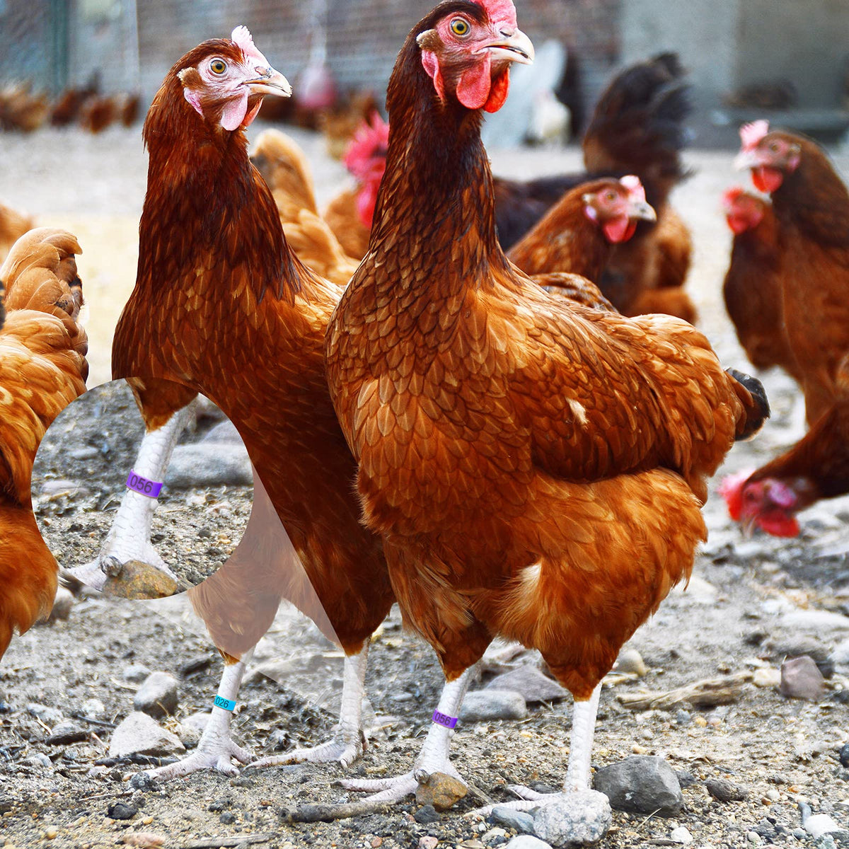 Patelai 16mm rings suit chickens, ducks, and geese for easy labeling.