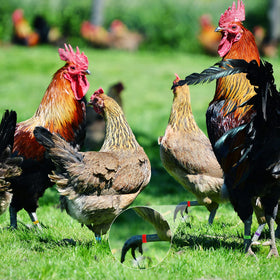 Patelai bright colors aid quick spotting during daily poultry tasks.