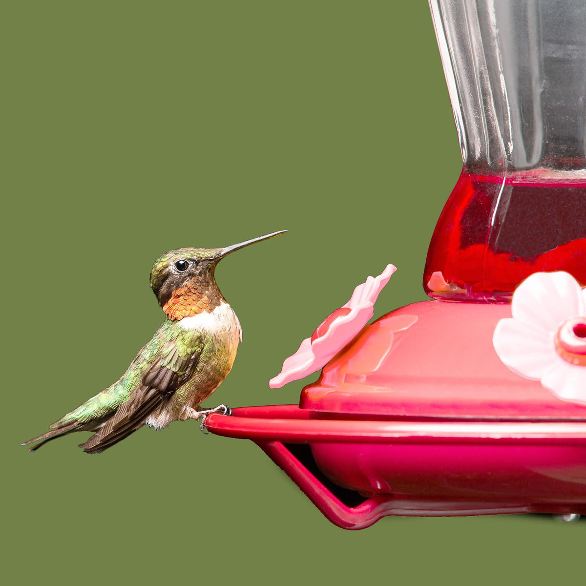 Patelai bright pink flower ports attract hummingbirds to the feeder.