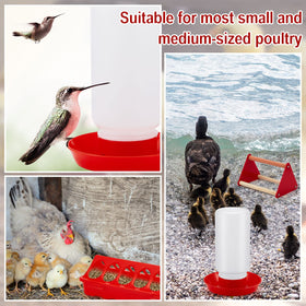 Patelai packaging includes everything needed for gifting and new poultry caretaking.