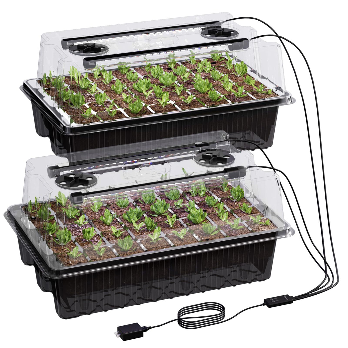Patigrow 80-cell seed tray with dome for steady moisture and warm germination