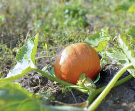 Patio Eden Melon Cradle is durable plastic designed to resist sun and rain.