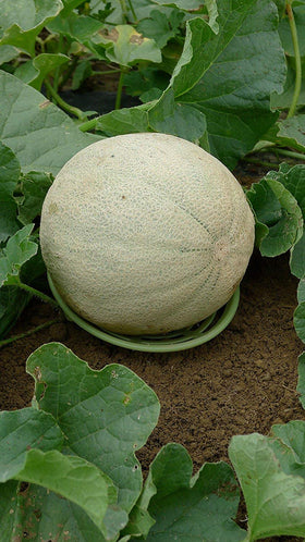 Patio Eden Melon Cradle nests for space-saving storage after harvest.