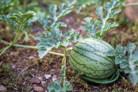 Patio Eden Melon Cradle raises fruit off soil to reduce moisture contact.