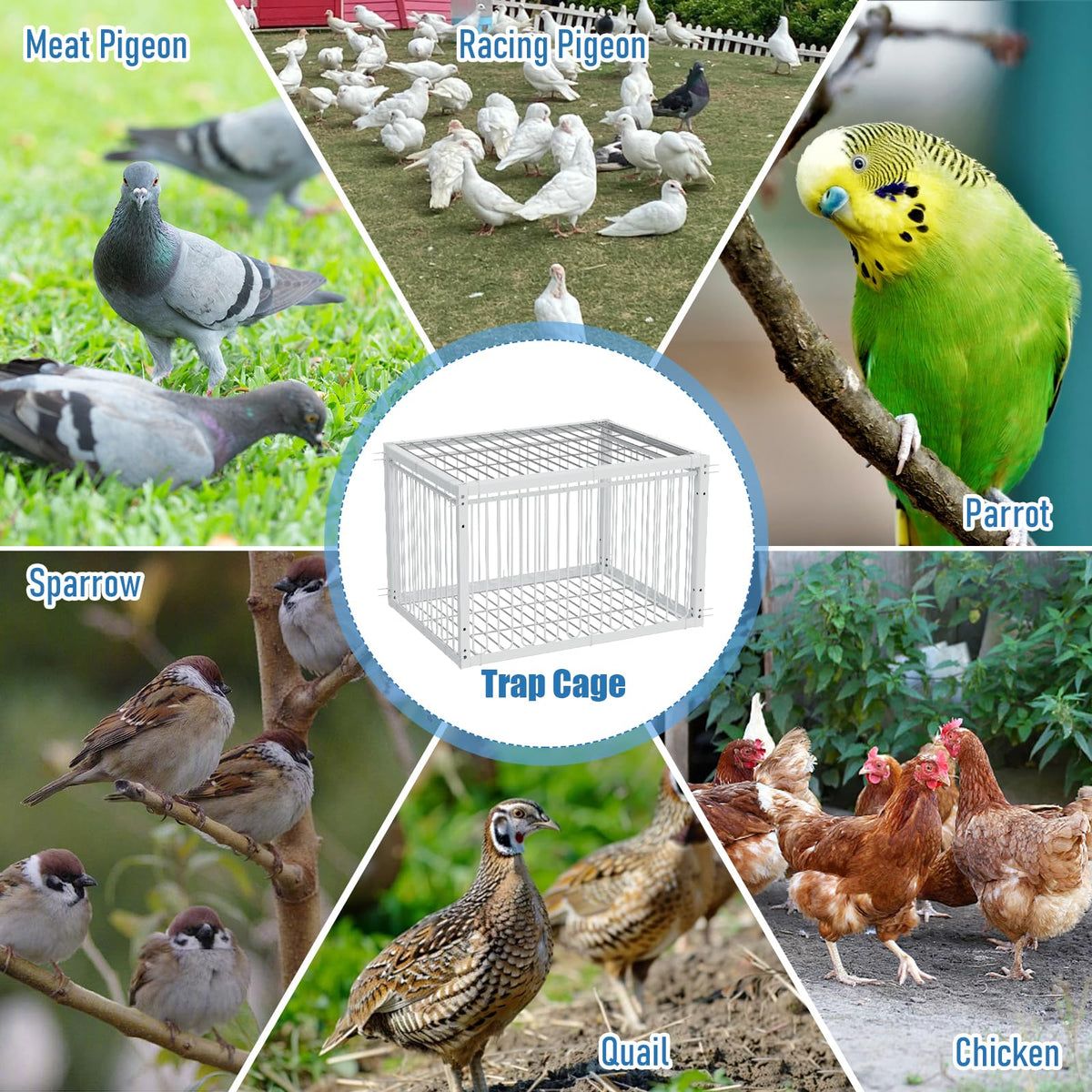PAUQRWIE pigeon coop use-case image shows controlled, humane catching
