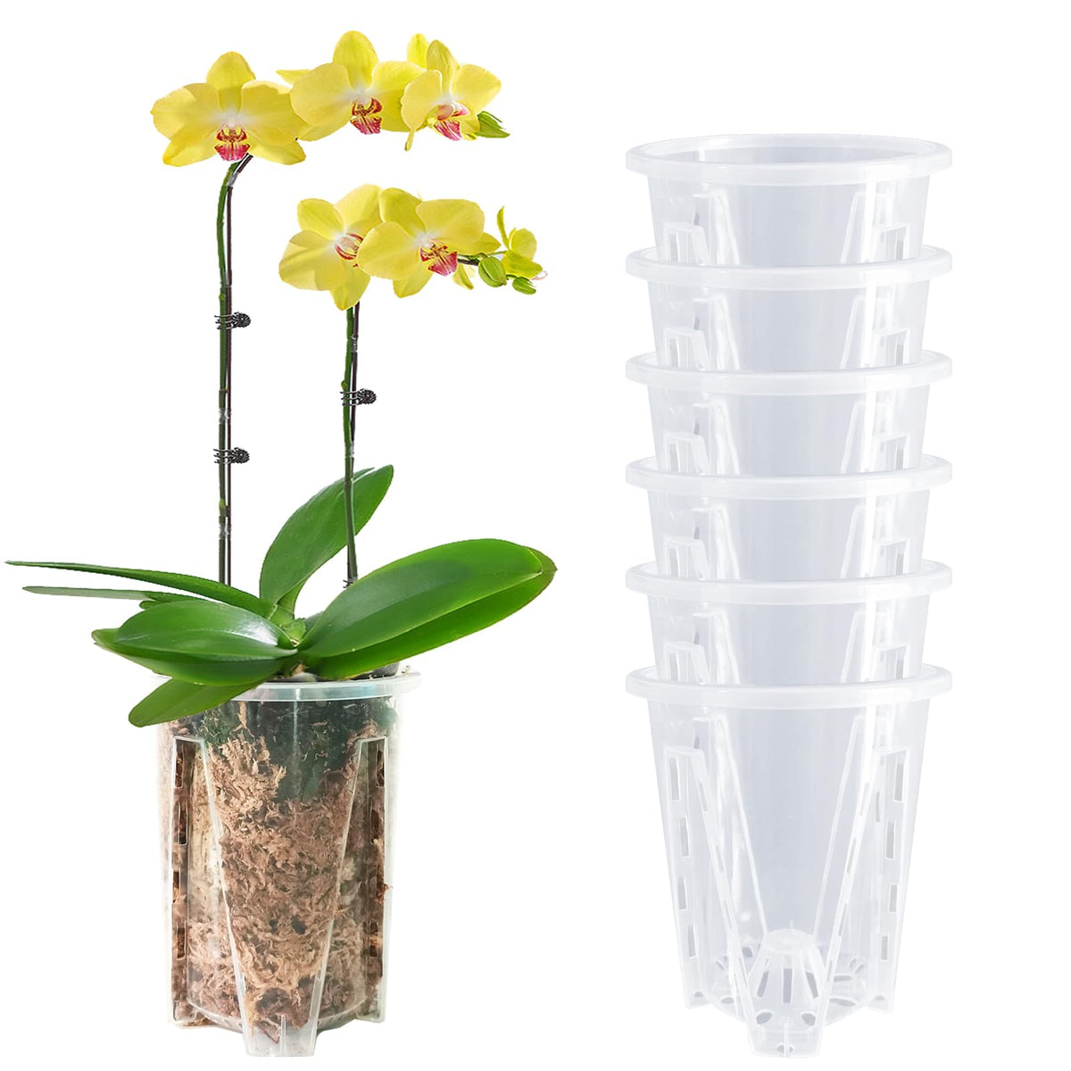 Pavtner clear 6-pack orchid pot shows roots clearly for monitoring
