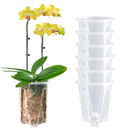 Pavtner clear 6-pack orchid pot shows roots clearly for monitoring