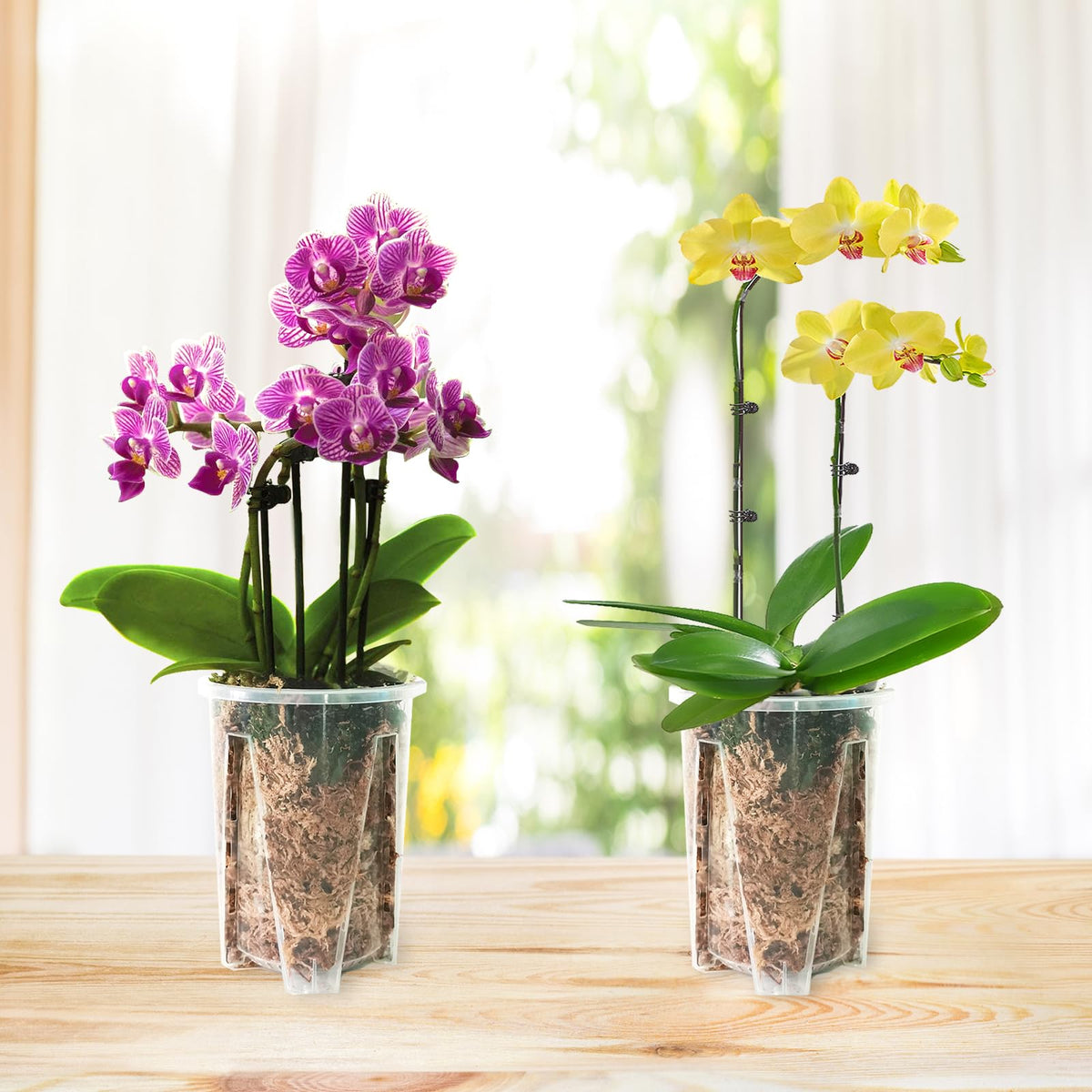 Pavtner 4.7x5.6 inch pots work with several orchid varieties