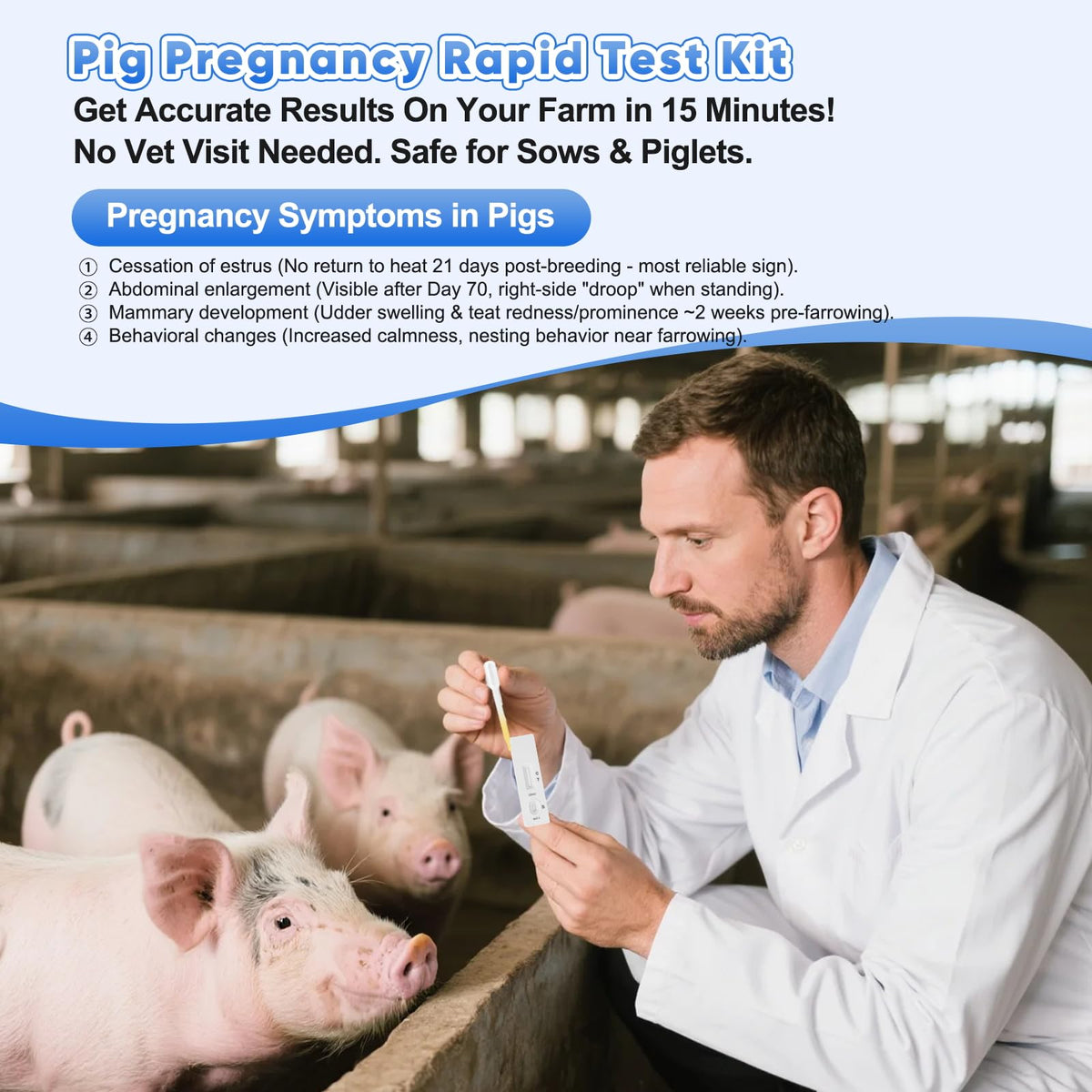 PawsXfun test strip used with urine sample for stress-free sow checks.