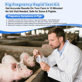 PawsXfun test strip used with urine sample for stress-free sow checks.