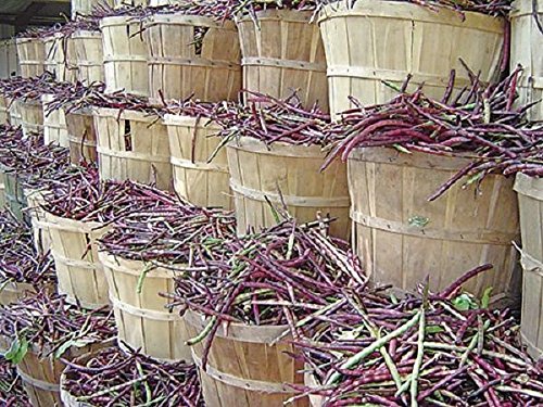 Mississippi Purple Peas dry pods, ideal for storage and later use.