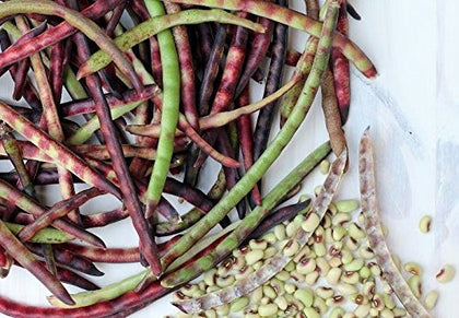 Mississippi Purple Peas plants in a sunny garden, robust and productive.