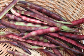 Mississippi Purple Peas pods in green shell stage, tender and easy to shell.