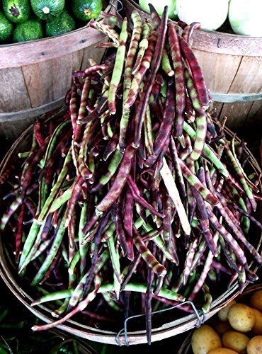 Mississippi Purple Peas seeds in brown shell, deep color when mature.