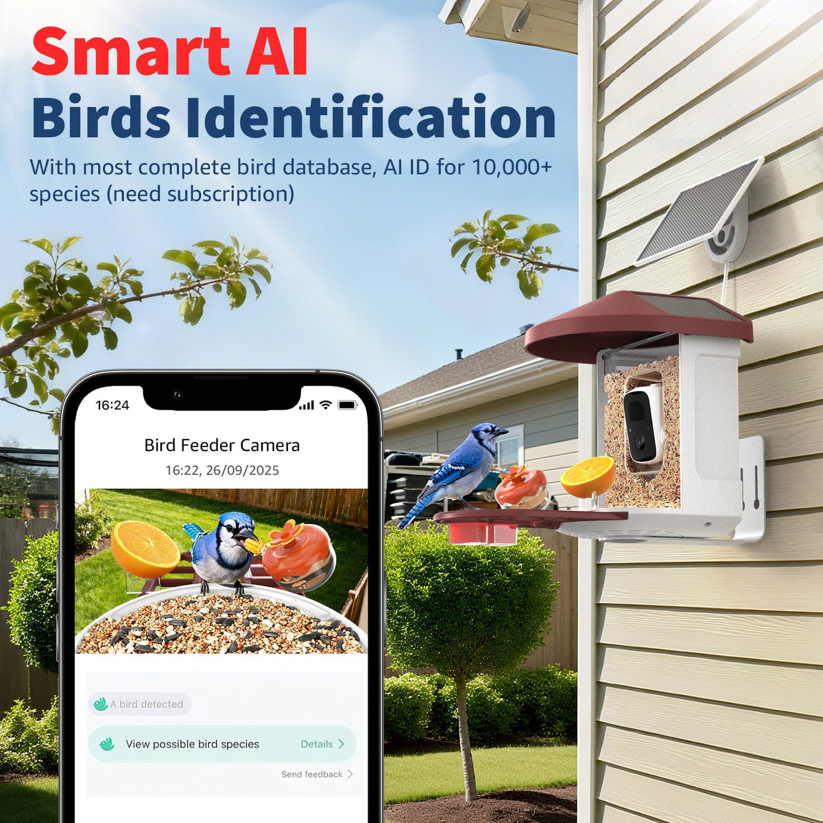 PeckCam Bird Feeder with Camera 2K live view of visiting birds