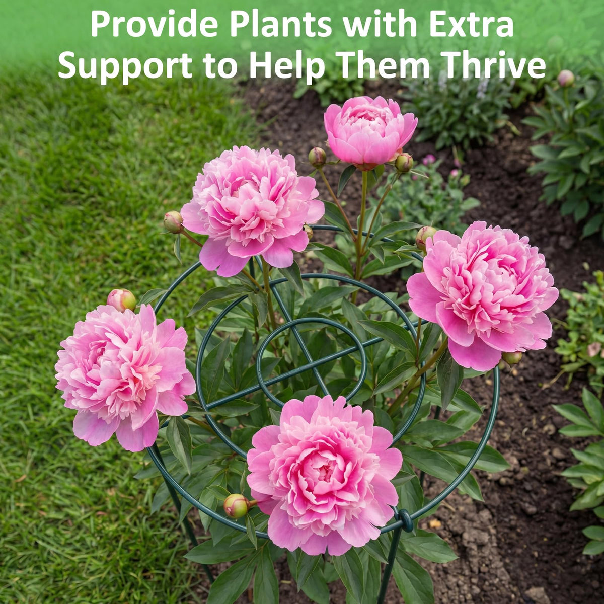 Pelopy four-legged heavy-duty plant support keeps plants upright against wind.