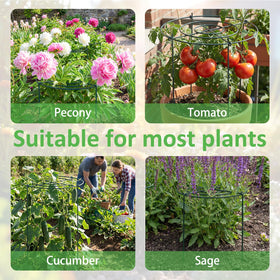 Pelopy garden roses and peonies thrive with sturdy cages promoting upright growth.