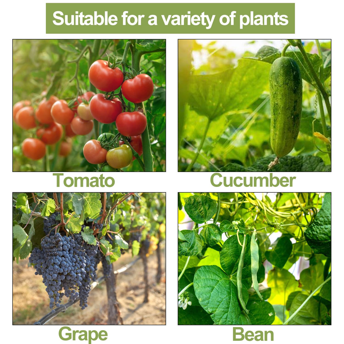 Pemaly trellis system keeps vines upright and reduces tangling.