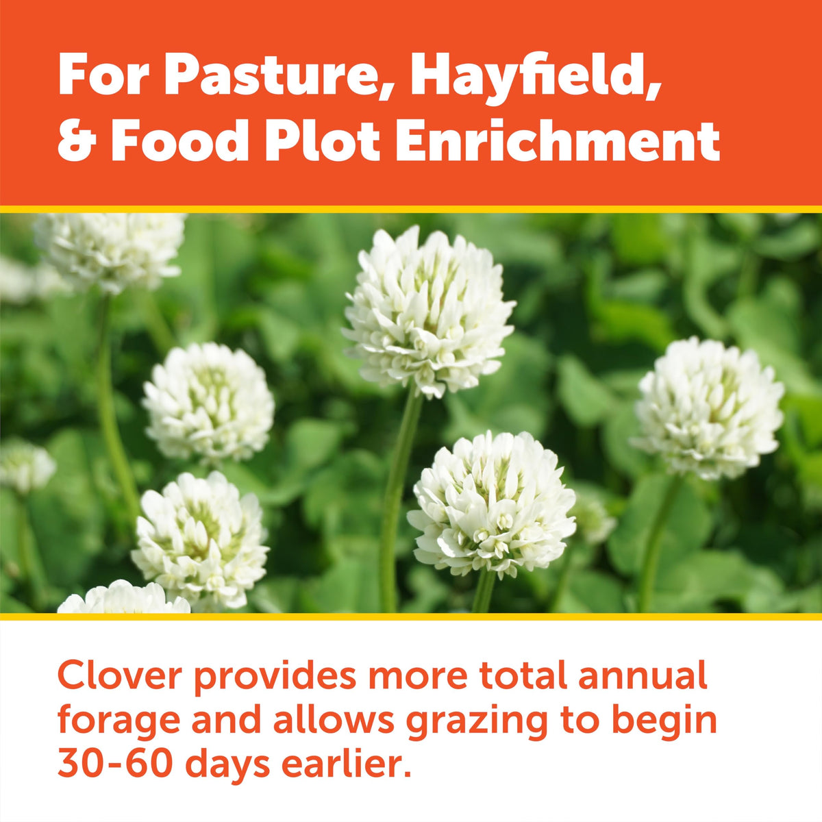 Durana White Clover bloom provides high-protein forage appeal for wildlife.
