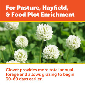 Durana White Clover bloom provides high-protein forage appeal for wildlife.