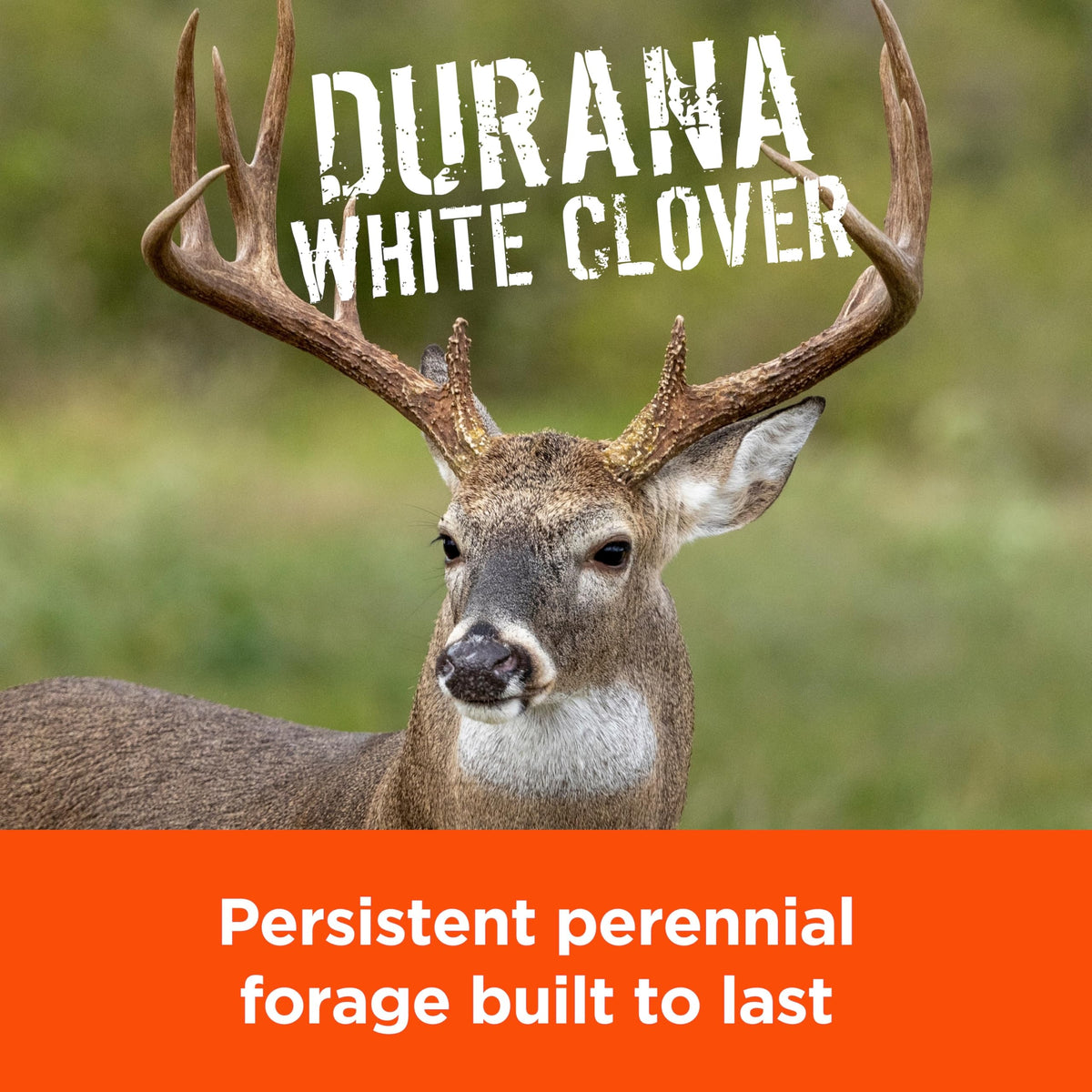 Pennington Rackmaster Durana provides 25% protein forage for deer nutrition