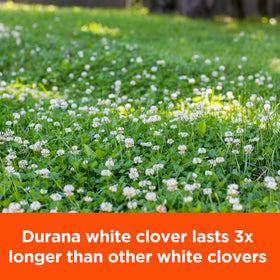 Pennington Rackmaster Durana perennial clover blooms for long-lasting wildlife plots