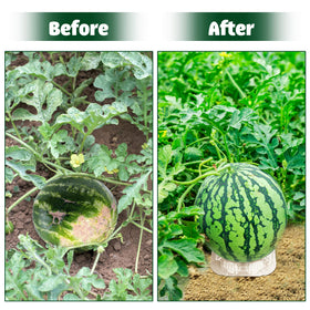 Peony Man watermelon holder tray demonstrates elevating cantaloupe above soil for airflow.